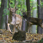 Osobný strážca :)