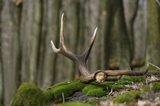 Odmena od kráľa našich lesov