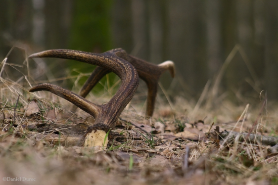 februárový zhodík