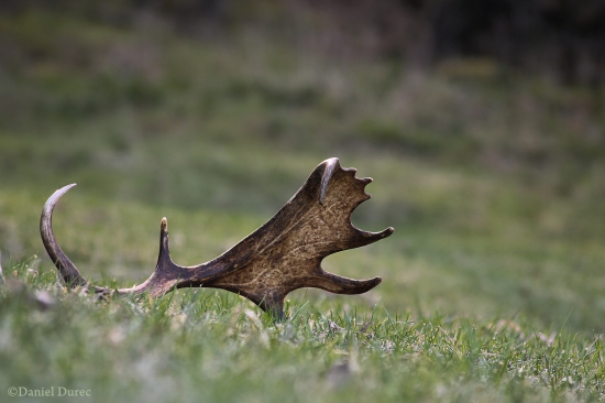 Priplietol sa pod nohy