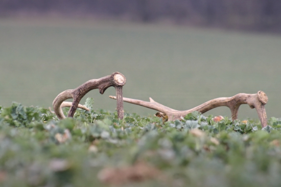 Prekvapenie na repke