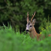 Pán repkového poľa