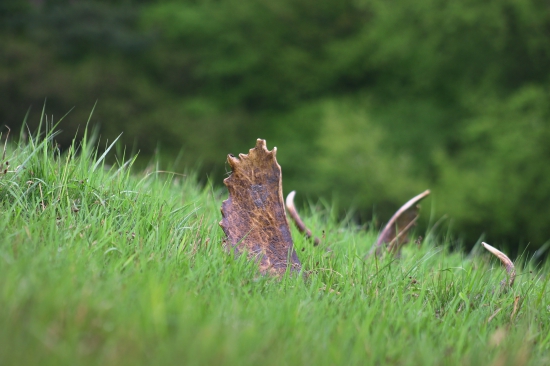 V trávičke zelenej