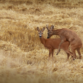Milovanie na strnisku