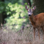 Namiesto jeleňa srnček