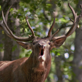 Zatrúbil do objektívu