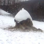 prikrmené