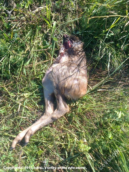 Kto to urobil -