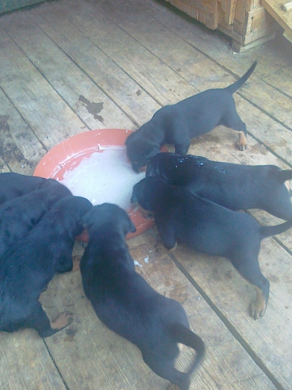 Naši malý hladoši  :-)