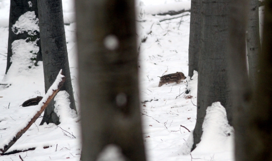 Novoročne prasiatko