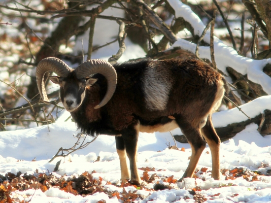 Muflon