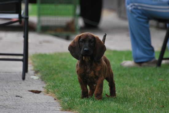 moj Hanoverak  IZAR Minas Ithilien