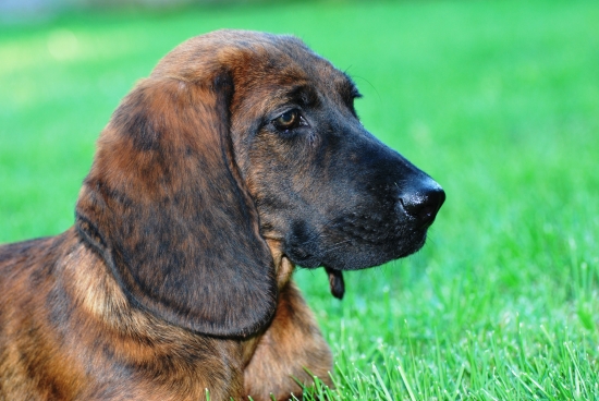 IZAR Minas Ithilien uz som trosku podrastol