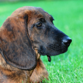 IZAR Minas Ithilien uz som trosku podrastol