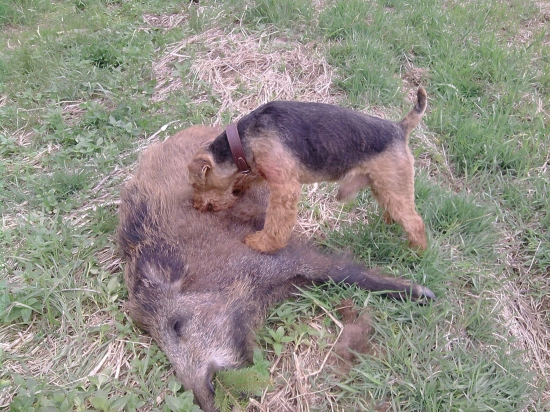 úspěšný dosled po 12 hodinách