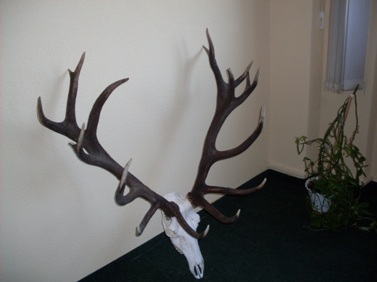 a este raz vlanajsi fesak