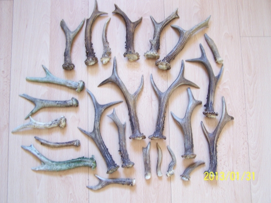 Srnčí shozy za rok 2012