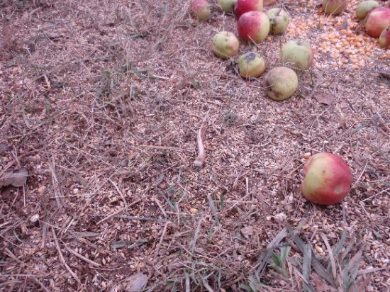 Srnčí shoz - roček