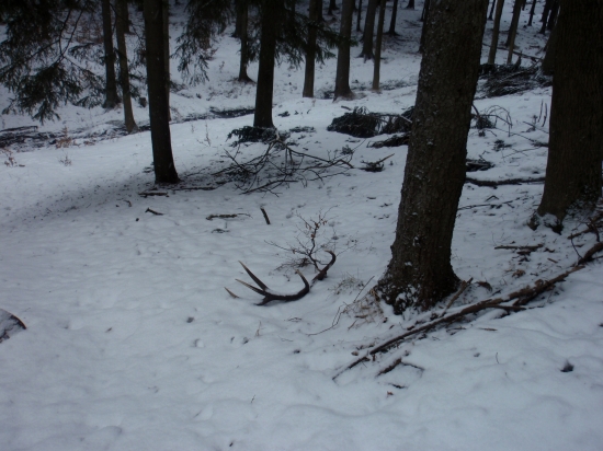 První jelení letošní