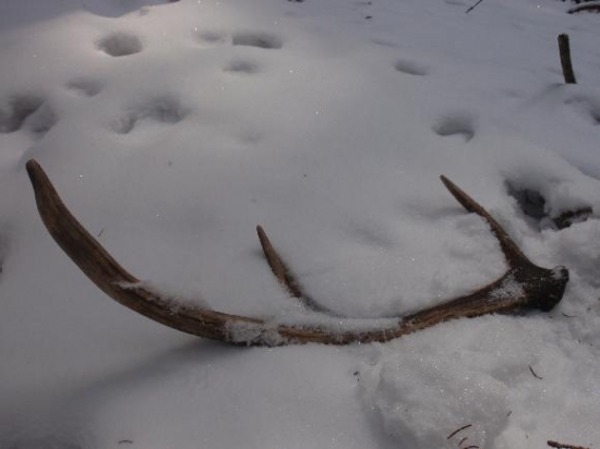 Překvapení z pod sněhu