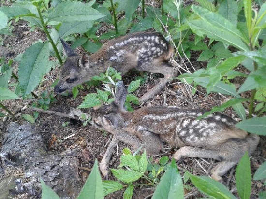 Málem jsem na ně šlápnul