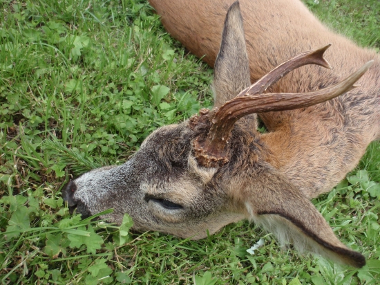Srnec 5.7.2013 detail trofeje