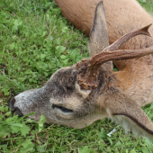 Srnec 5.7.2013 detail trofeje
