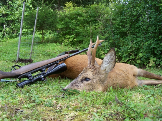 Srnec z Kyselé louky