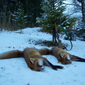 Mrazivá měsíční noc