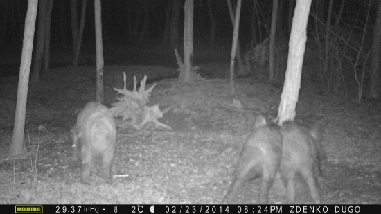 Siamské dvojčatá alebo neodolateľný decht