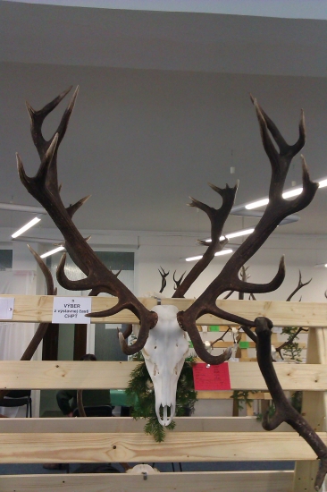 zlatý úhyn z TANAP-u