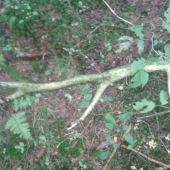 kadial som chodil ked?