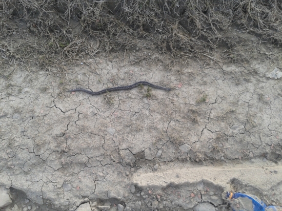 potvorky sa prebúdzajú