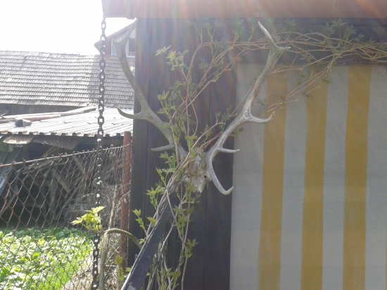 jeleň