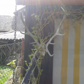 jeleň