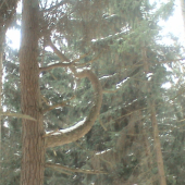 Čudny strom