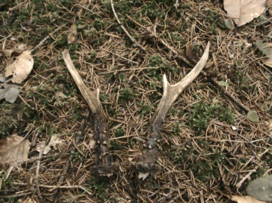 Aj priroda dáva darčeky :)