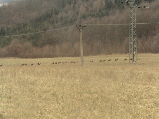 Muflonia zver - 36 kusov