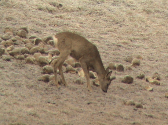 Srnec... ešte v liku
