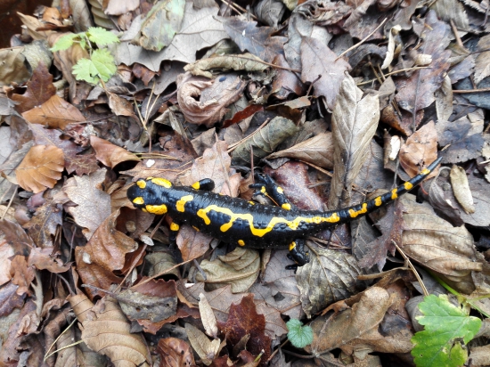 Salamandra škvrnitá