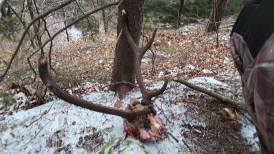 medveď ho pochrumal