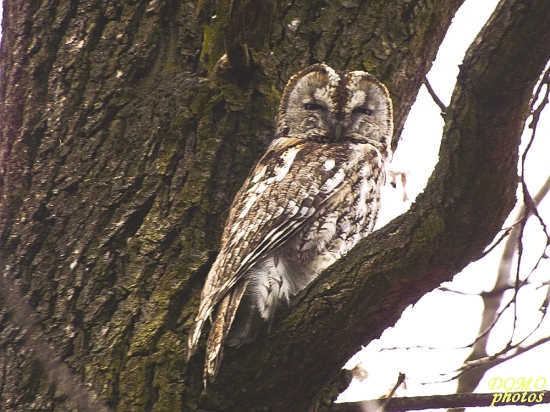 sova lesná (lat. Strix aluco)