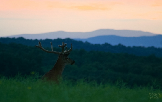 Jeleň lesný (Cervus elaphus) V lyku pri západe...