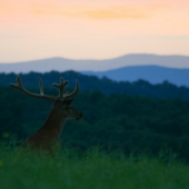Jeleň lesný (Cervus elaphus) V lyku pri západe...