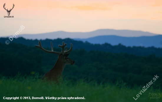 Jeleň lesný (Cervus elaphus) V lyku pri západe...