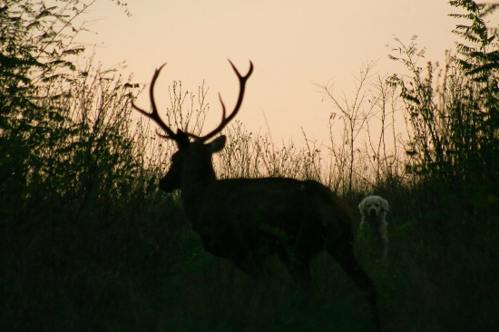 Ked foťák zle ostrí alebo So psom v revíry... :D