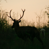 Ked foťák zle ostrí alebo So psom v revíry... :D