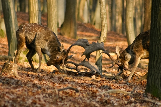 Na život a na smrť...