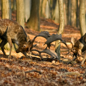 Na život a na smrť...