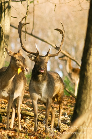 Kráľ prišiel popriať dobrú chuť ...